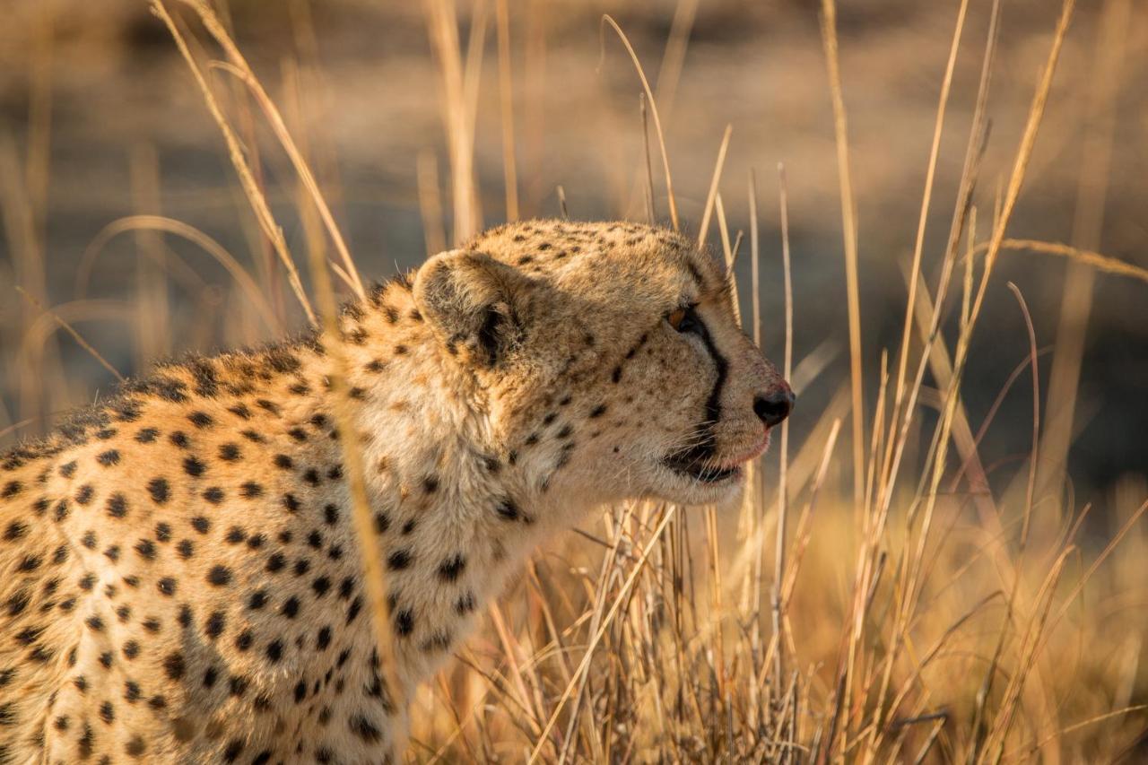 Laluka Safari Lodge - Welgevonden Game Reserve Eksteriør bilde