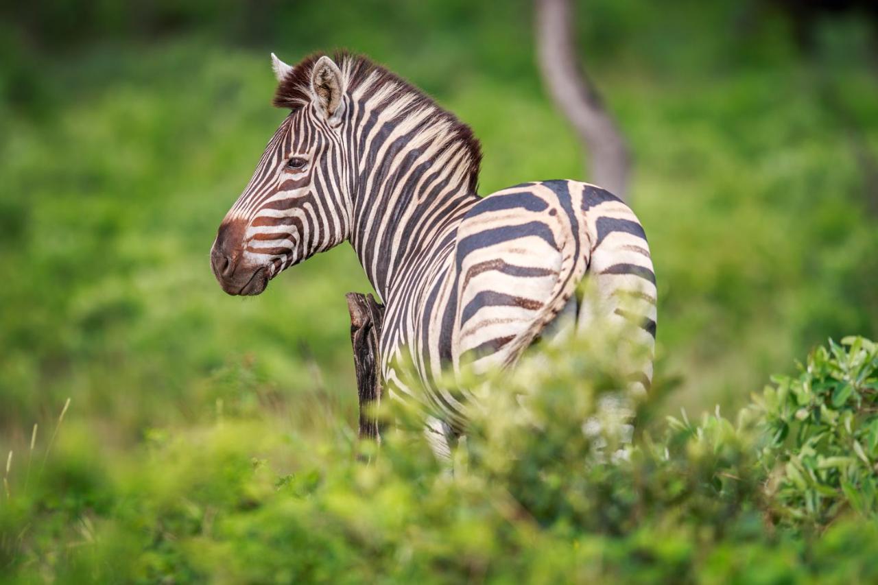 Laluka Safari Lodge - Welgevonden Game Reserve Eksteriør bilde