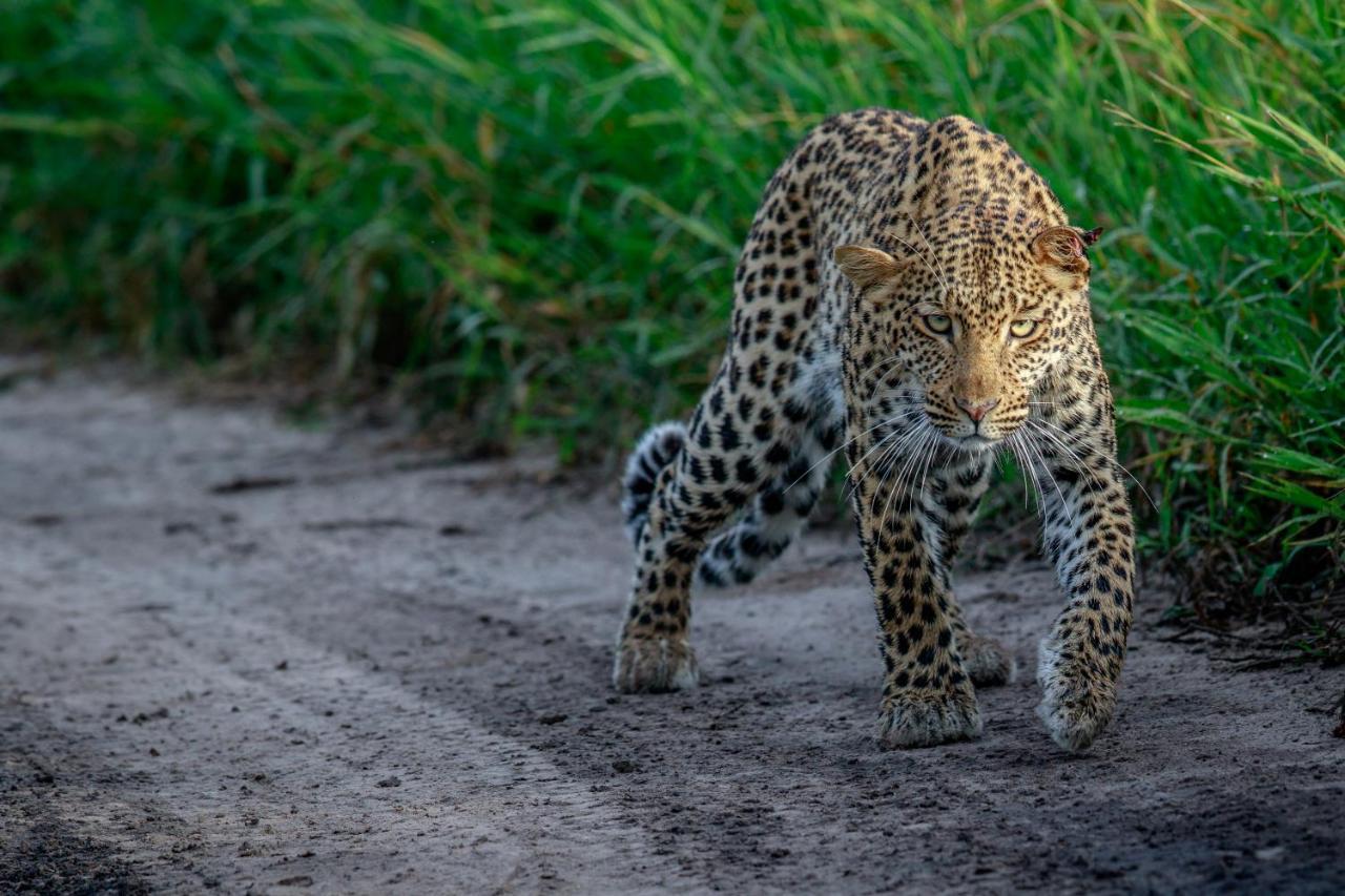 Laluka Safari Lodge - Welgevonden Game Reserve Eksteriør bilde