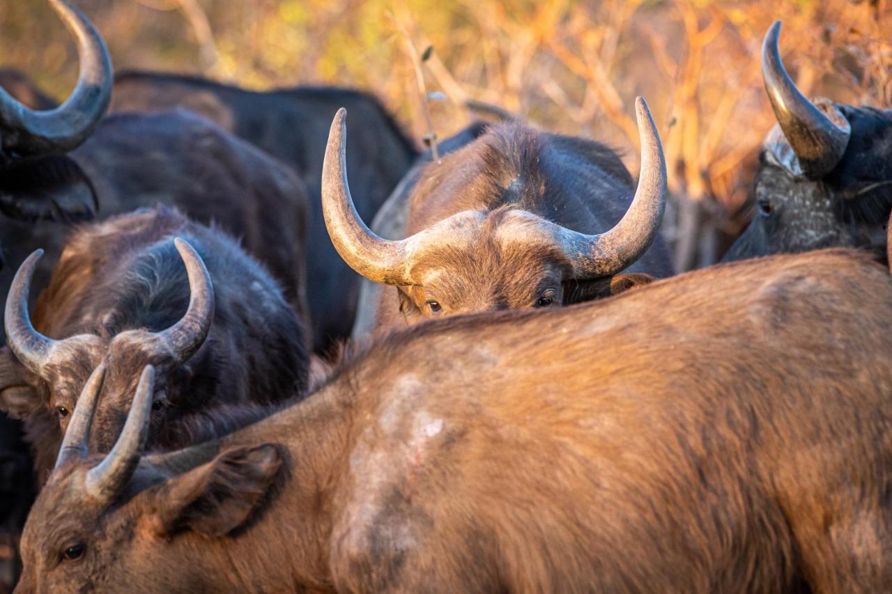 Laluka Safari Lodge - Welgevonden Game Reserve Eksteriør bilde