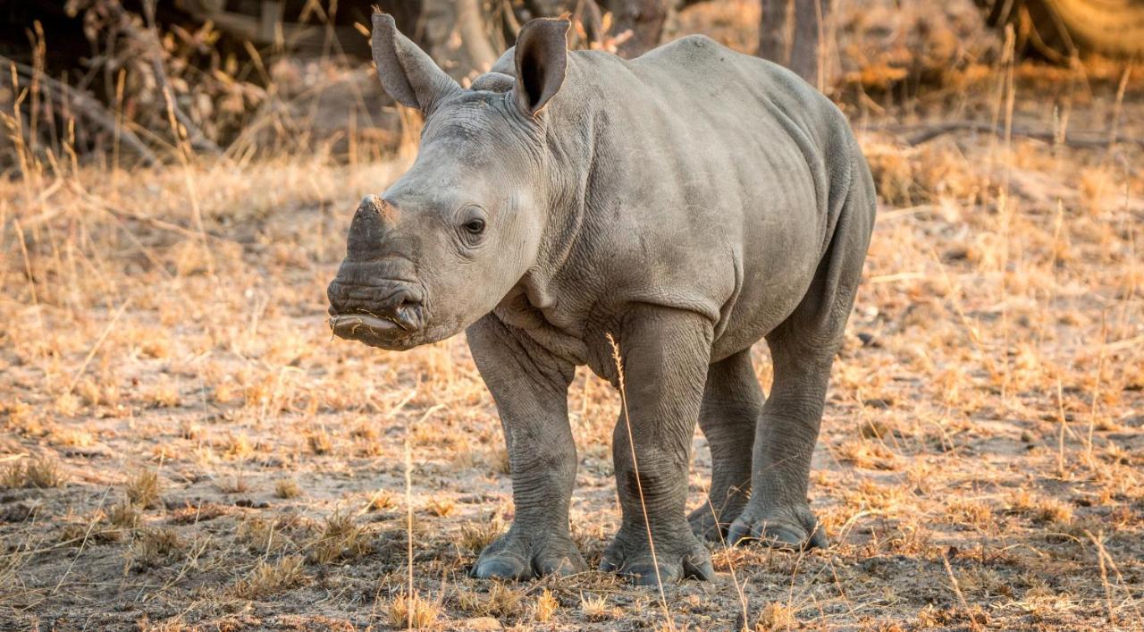 Laluka Safari Lodge - Welgevonden Game Reserve Eksteriør bilde
