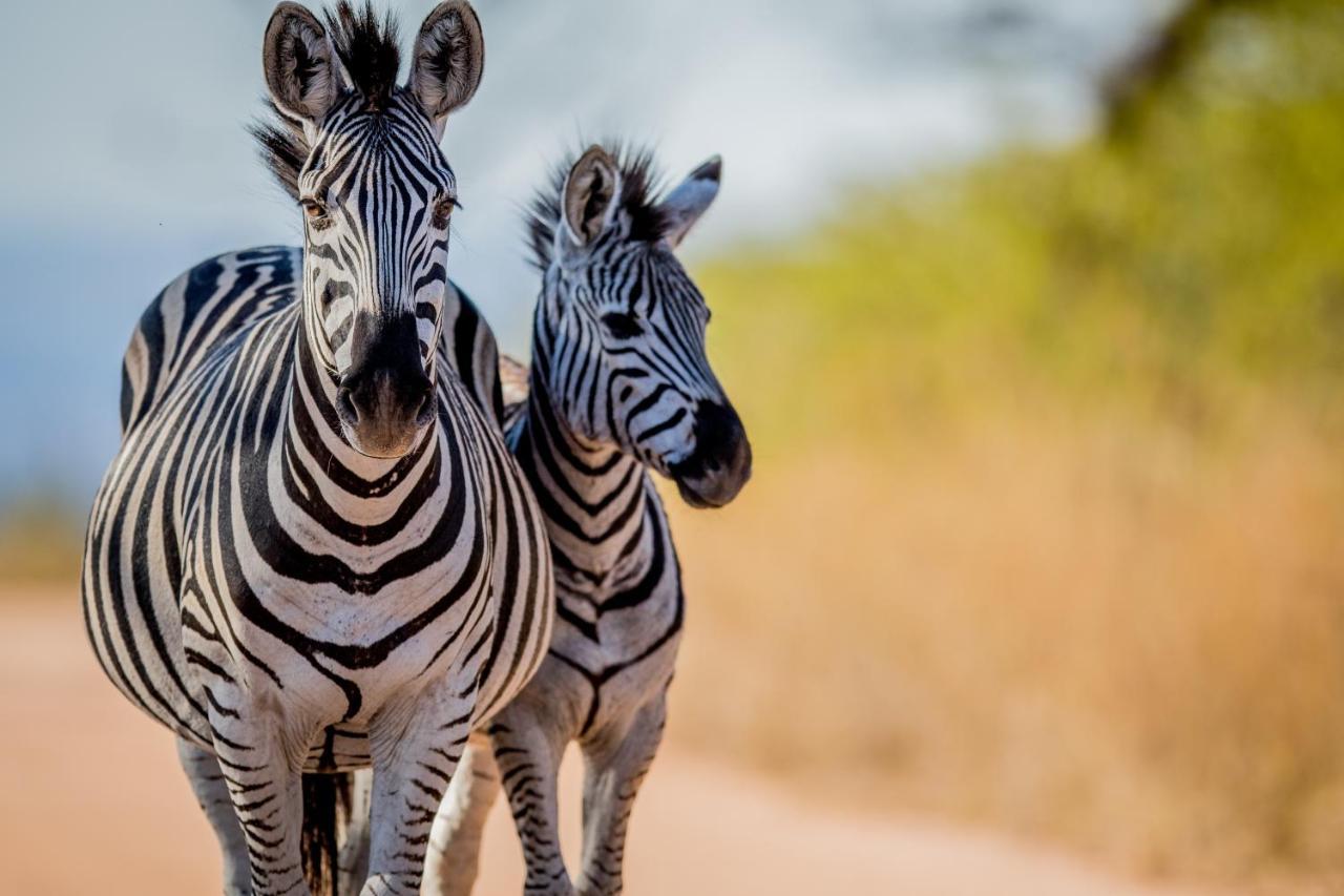 Laluka Safari Lodge - Welgevonden Game Reserve Eksteriør bilde